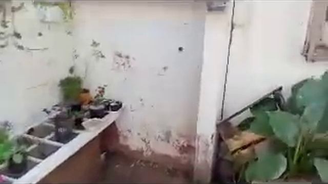 Tuor pelo meu jardim dicas e diferenças entre especies смотреть онлайн