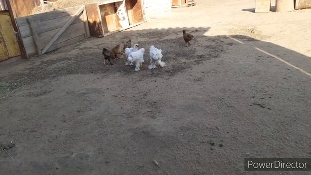 Вечерняя прогулка цыплят породы Брама и Адлерские смотреть онлайн