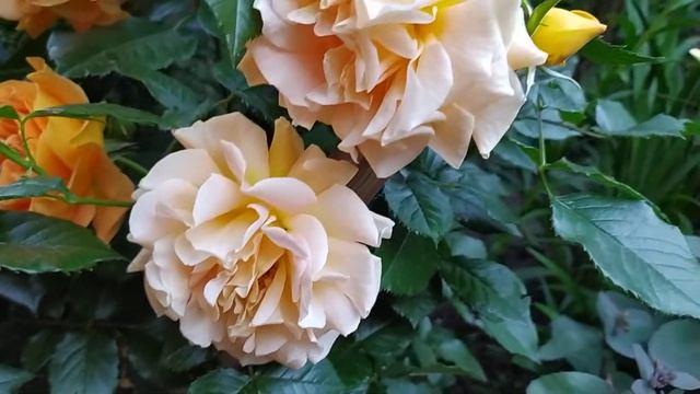 Роза флорибунда Гольдельзе (Goldelse).