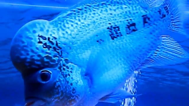 blue pearl flower horn смотреть онлайн