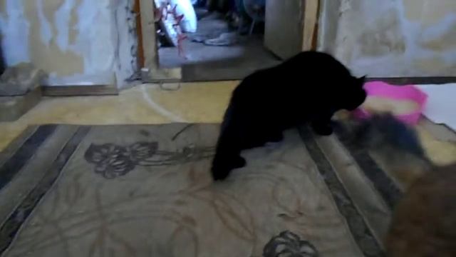 Привет от старушки - Мурочки и бактерицидная лампа в работе смотреть онлайн