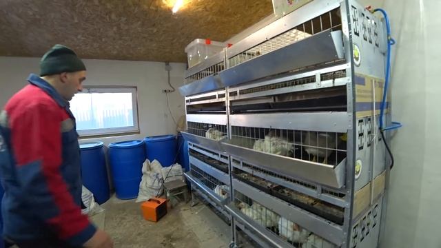 Бройлеры 40 дней Забой Взвешивание Свой комбикорм смотреть онлайн