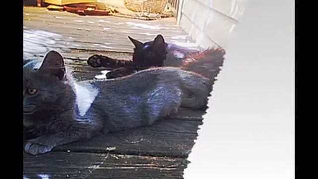 кошачий романс смотреть онлайн