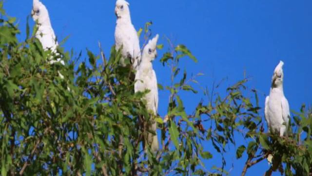 территория, Ябиру - Kakadu Lodge 3, 5 Star смотреть онлайн