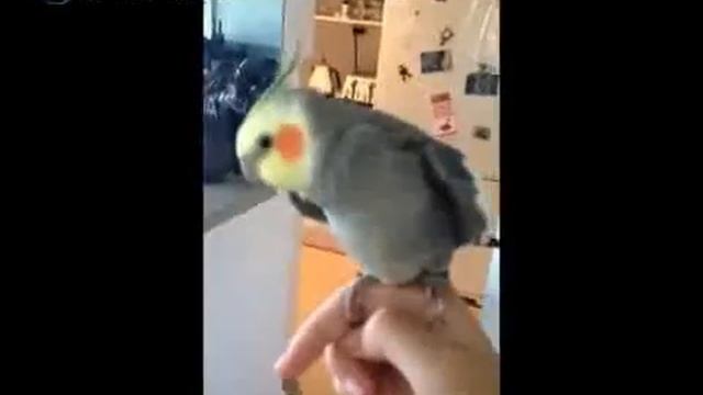 Попугай поет DusStep смотреть онлайн