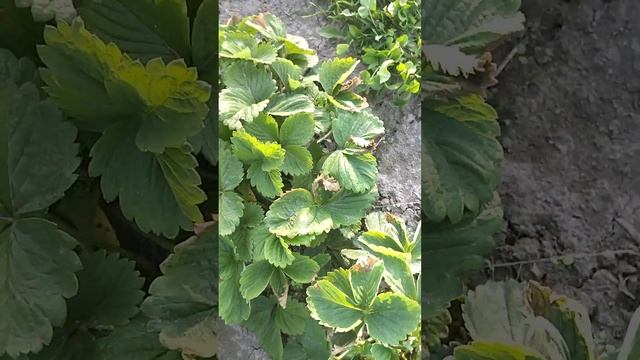 Сохнут края листьев у клубники...