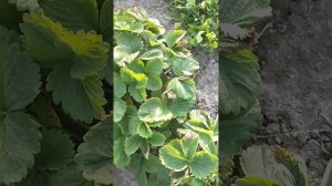 Сохнут края листьев у клубники...