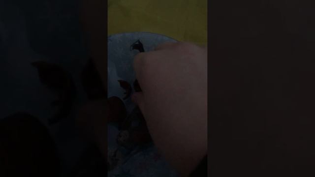 Орех пекан смотреть онлайн
