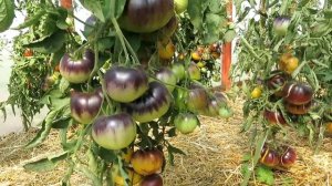 117 сортов томатов "живьем" в теплице / ЛУЧШИЕ ТОМАТЫ