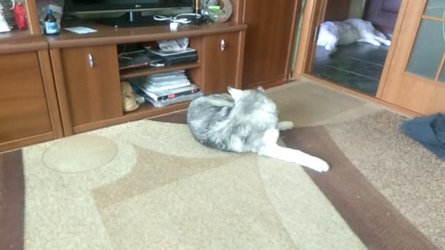 Хаски .У Арчи новая игрушка смотреть онлайн