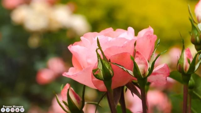 Безумно красивая восточная музыка! Цветы распускаются под вальс! Отличные мелодии для души #1 смотреть онлайн