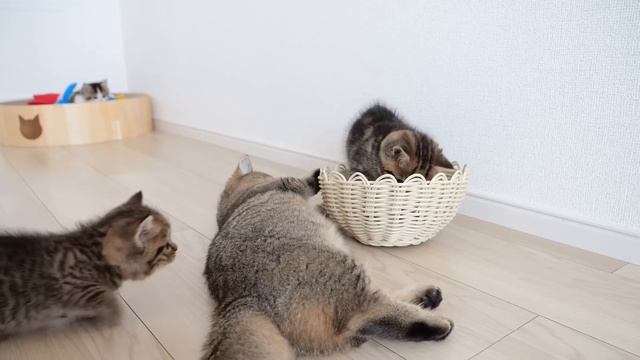 Kitten Lili has an unique preference in toys смотреть онлайн