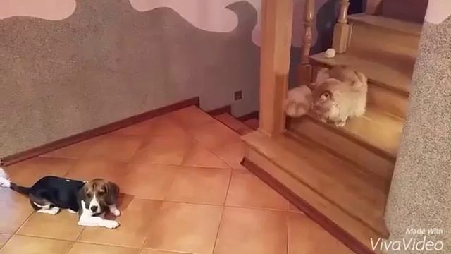 Мой кот воспитывает собаку смотреть онлайн