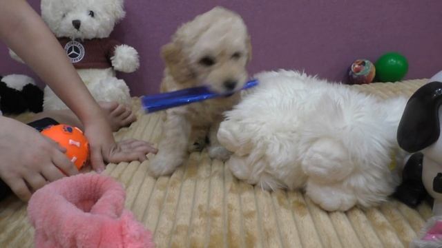 Карликовый пудель| София показывает свою подружку БОНЮ!!! | Как ухаживать за карликовым пуделем | смотреть онлайн