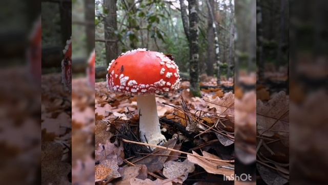 Ліплення+БЖД:"Грибна поляна. Отруйні-їстівні гриби " ? старша група смотреть онлайн