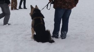 Восточно Европейская Овчарка.На уроке послушания.