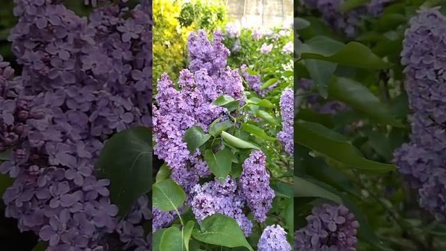 Цветение сирени сорта Кавур смотреть онлайн