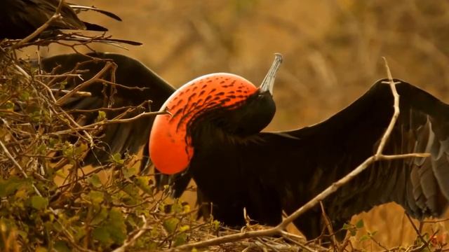 Великолепный фрегат (Fregata Magnificens)
