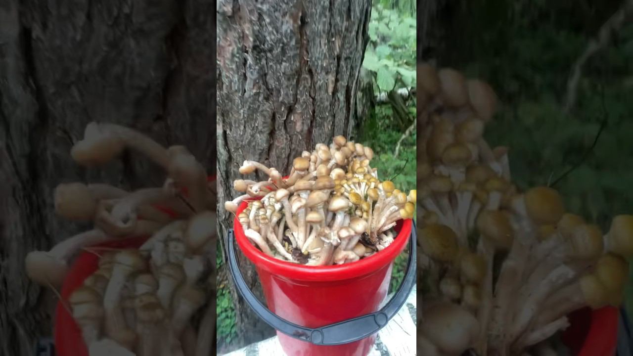 Какие красавцы#опята #грибыопята смотреть онлайн