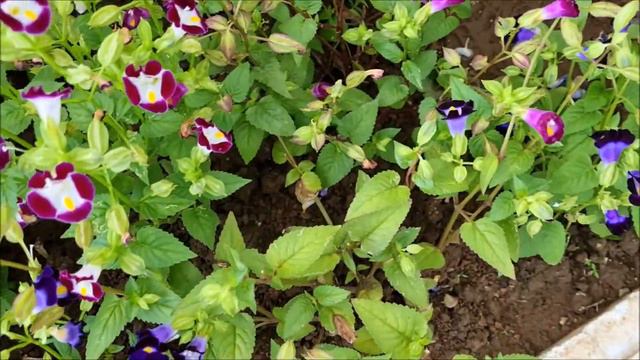 Beautiful Purple Color Flowers @ The Garden Philippine Arena Ciudad de Victoria, For Judi Fisher смотреть онлайн