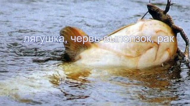 Насадки для ловли сома на квок смотреть онлайн