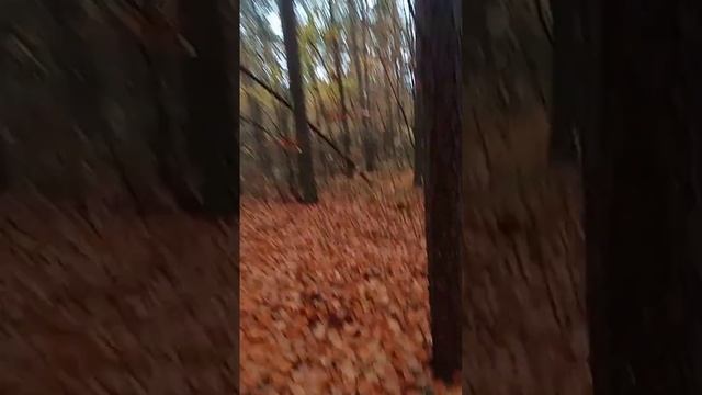 как быстро найти осину осенью в лесу смотреть онлайн