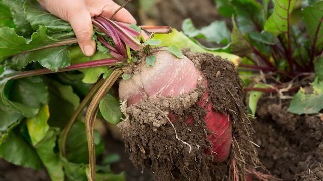 Благоприятные дни для уборки свеклы на хранение по лунному календарю в 2021 году смотреть онлайн