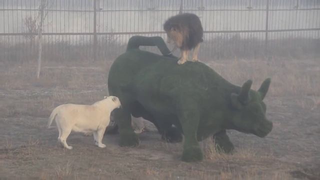 Герда выбирает льва Алекса смотреть онлайн