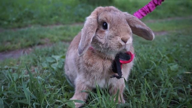 Кролик поднимает ушки смотреть онлайн