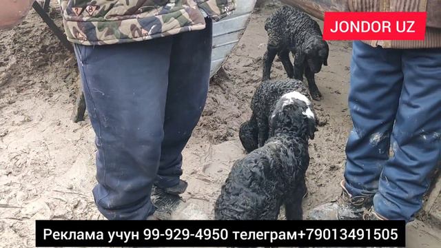 BUXORO JONDOR/MOL BOZORDAN NARXLAR/JONDOR UZ