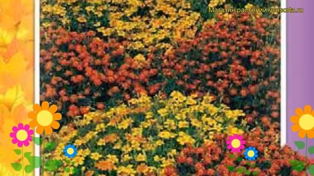 Бархатцы тонколистные Смесь окрасок. Краткий обзор, описание tagetes tenuifolia Smes' okrasok смотреть онлайн