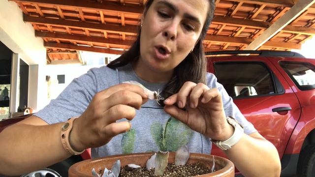 #echeveriacante#echeverianobre #echeveriacompodridao Atualização da Echeveria Cante que apodreceu смотреть онлайн