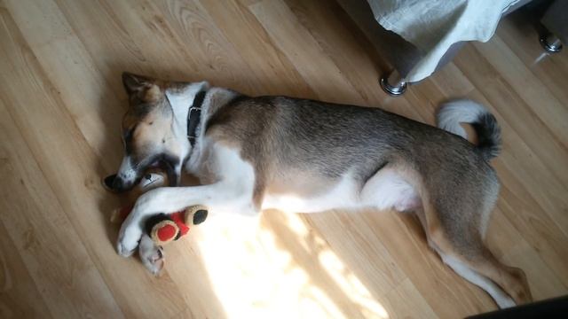 Собака во сне мило обнимает зайку) смотреть онлайн