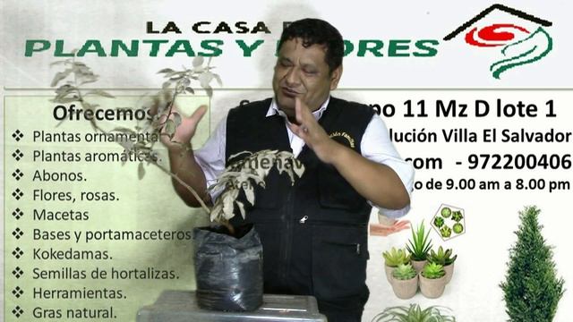 El aliso (Alnus glutinosa) смотреть онлайн