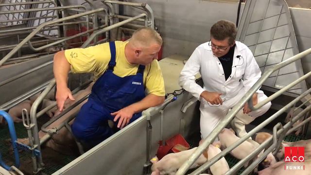 Baby Care Milk Feeding system for piglets смотреть онлайн