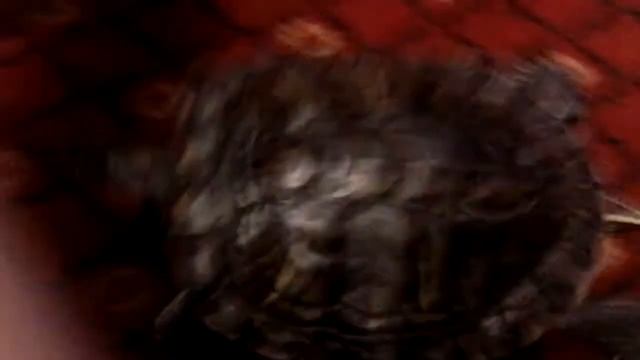 Красноухая красноухая черепаха смотреть онлайн