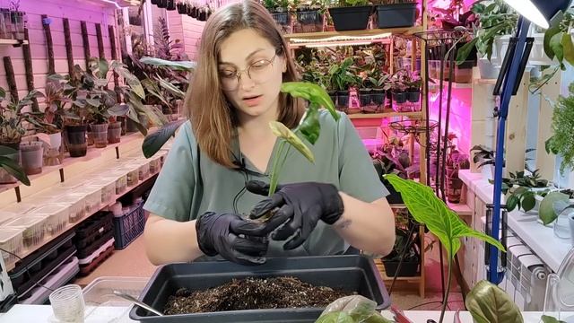 Как я начала зарабатывать на растениях с вложением 360рублей 4 года назад