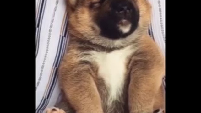 Щенок спит смотреть онлайн