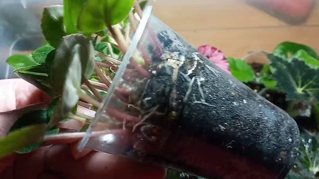 #бегонии / как выглядят через 2 недели после отделения от материнского листа смотреть онлайн