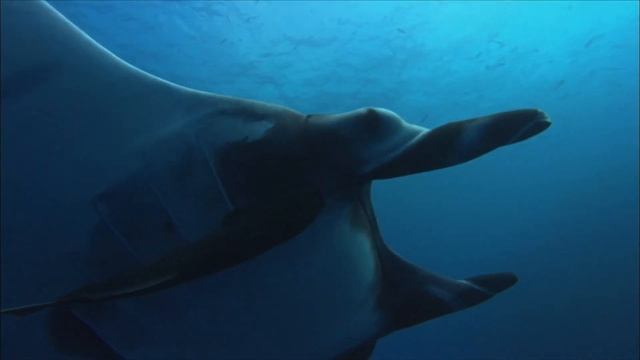 Life Of The Giant Manta Ray | Blue Realm Of San Benedicto | Real Wild смотреть онлайн