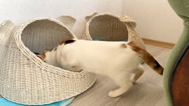 Mom cat carries loudly meowing kittens to a new place - compilation смотреть онлайн