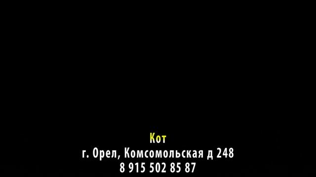Пропал кот! г. Орел, ул. Комсомольская смотреть онлайн