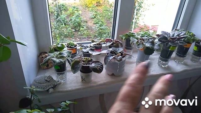 5октября обрезка плюща и все вьюны.Жимолость Каприфоль.Красота осенью.Шарлотка. смотреть онлайн