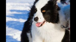 Якутская лайка