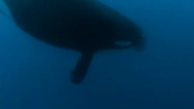 косатка атакует синего кита. Самые опасные бои косаток смотреть онлайн