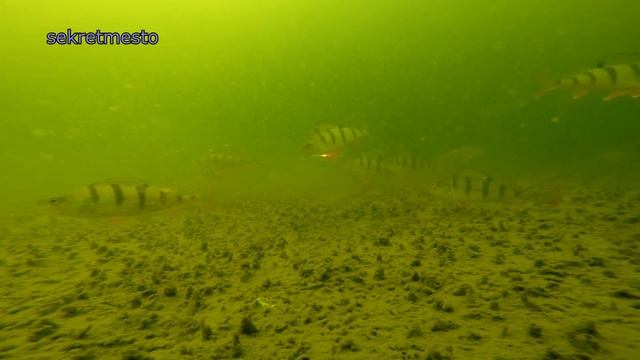 Обзор и реальный тест эхолота диппер Deeper Sonar Pro Plus на рыбалке  Подводные съемки