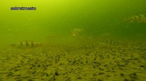 Обзор и реальный тест эхолота диппер Deeper Sonar Pro Plus на рыбалке  Подводные съемки