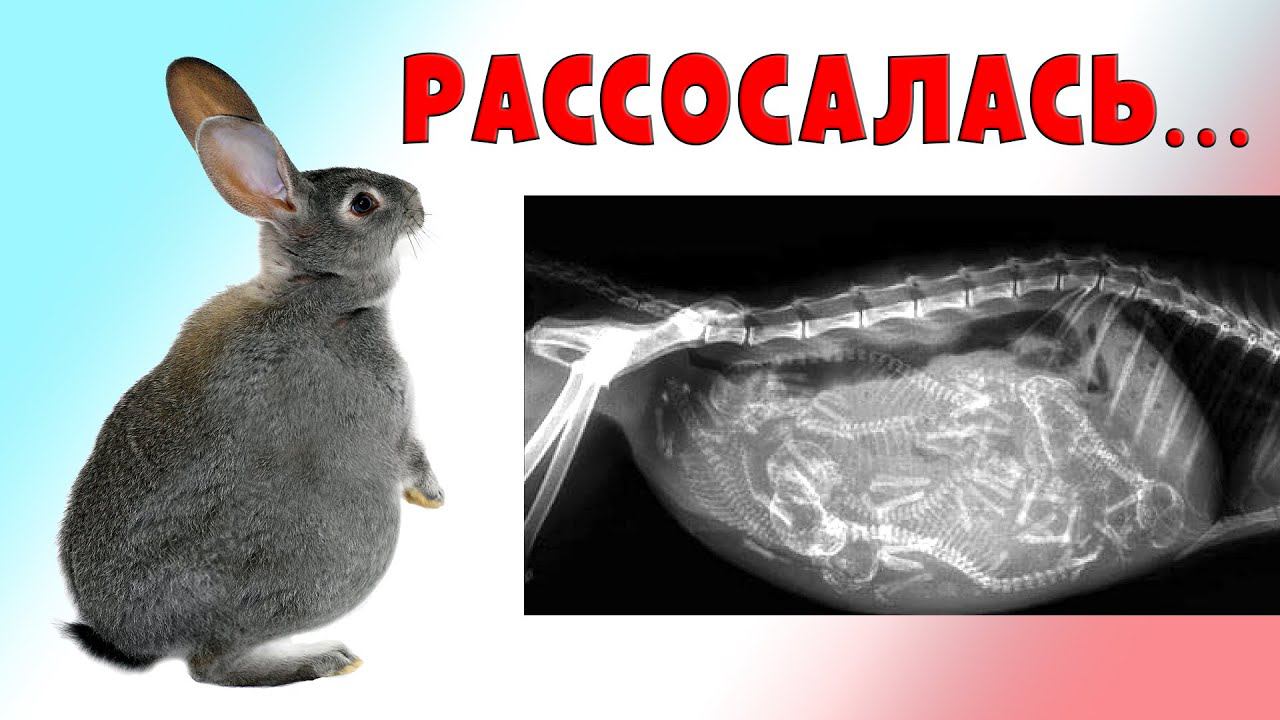 Беременность рассосалась... смотреть онлайн