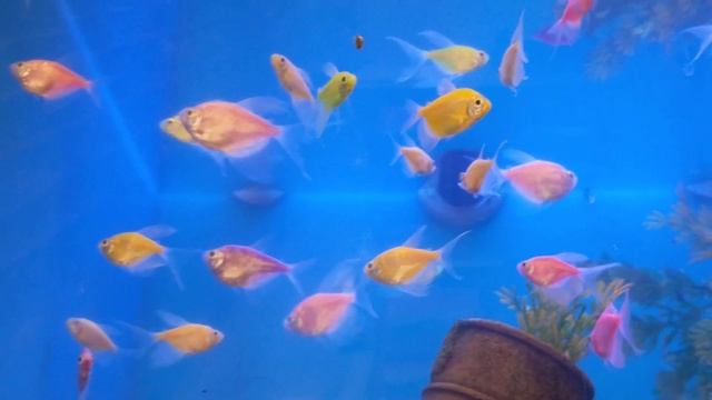 Do GloFish Lose Color? | GloFish Care Guide Series Ep. 8 | GloFish Coloration смотреть онлайн