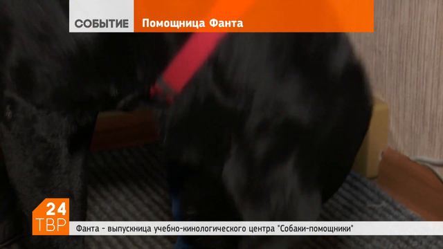 На прогулку – с собакой-поводырём | Новости | ТВР24 | Сергиев Посад смотреть онлайн